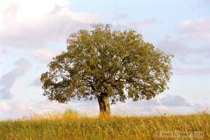 PO98_099-arbre.jpg