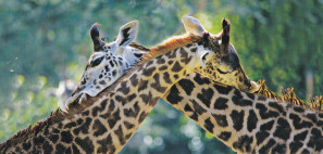 girafes.IMG_NEW.jpg