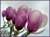 tulipier-fleur.png