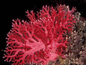 corail-rouge