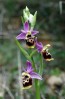 Ophrys_bourdon.jpg