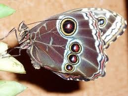 papillon-canopee.jpg