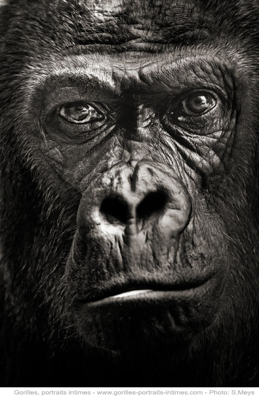 Gorilles, portraits intimes, S.Meys (2012).